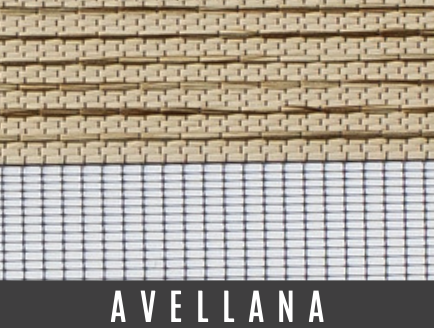 avellana avellana